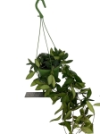 Hoya Burtoniae - L