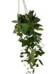Hoya Burtoniae - L