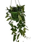 Hoya Burtoniae - L