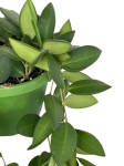 Hoya Burtoniae - L