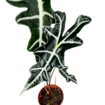 Alocasia sanderiana nobilis - dorosła forma.