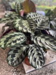 Calathea Helen Kennedy - XL