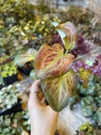 Caladium Freja