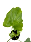 Homalomena Rubescens White - S