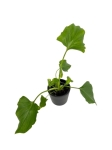 Homalomena Rubescens White - S