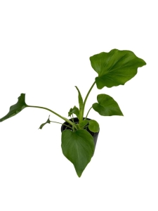 Homalomena Rubescens White - S