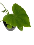Homalomena Rubescens White - S