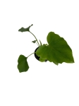 Homalomena Rubescens White - S
