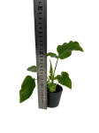 Homalomena Rubescens White - S