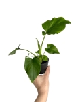 Homalomena Rubescens White - S