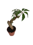 Begonia carolineifolia 'Highlander' - L