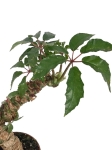 Begonia carolineifolia 'Highlander' - L