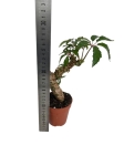 Begonia carolineifolia 'Highlander' - L