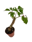 Begonia carolineifolia 'Highlander' - L