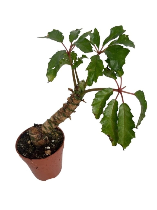 Begonia carolineifolia 'Highlander' - L