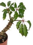 Begonia carolineifolia 'Highlander' - L