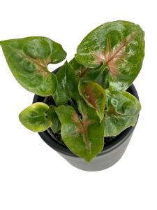 Syngonium Christmas - S