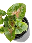 Syngonium Christmas - S