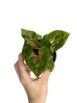 Syngonium Christmas - S