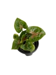 Syngonium Christmas - S