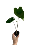 Alocasia zebrina - S