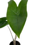 Alocasia zebrina - S