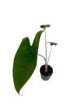 Alocasia zebrina - S