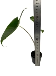 Alocasia zebrina - S