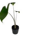 Alocasia zebrina - S