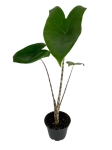 Alocasia zebrina - S