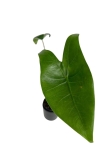 Alocasia zebrina - S
