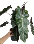 Alocasia sanderiana - XL