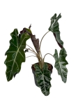 Alocasia sanderiana - XL