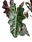 Alocasia sanderiana - XL