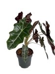 Alocasia sanderiana - XL