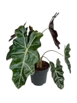Alocasia sanderiana - XL