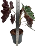 Alocasia sanderiana - XL
