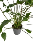 Philodendron Xanadu Giant / Xanthal - XL