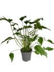 Philodendron Xanadu Giant / Xanthal - XL