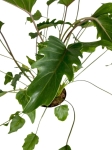 Philodendron Xanadu Giant / Xanthal - XL