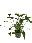 Philodendron Xanadu Giant / Xanthal - XL