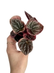 Peperomia caperata 'Abricos' - S