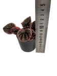 Peperomia caperata 'Abricos' - S