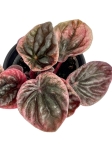 Peperomia caperata 'Abricos' - S