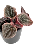 Peperomia caperata 'Abricos' - S