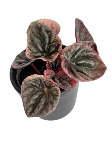 Peperomia caperata 'Abricos'