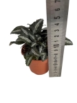 Pilea spruceana 'Silver Tree' - S