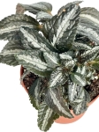 Pilea spruceana 'Silver Tree' - S