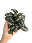 Pilea spruceana 'Silver Tree' - S