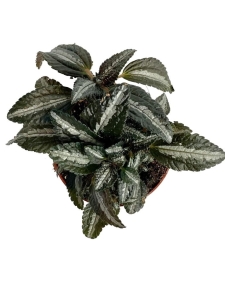 Pilea spruceana 'Silver Tree' 